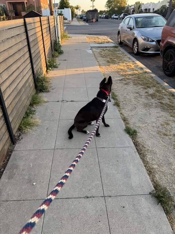 A picture of a black dog named Bowie sitting, taken on May 20 2025 at 6:15 am